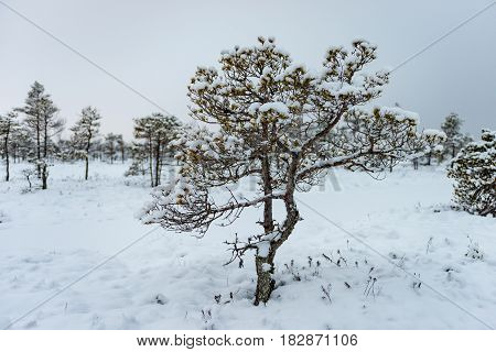 Snowy winter day at swamp. Small swamp trees.