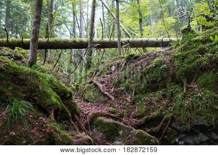 Green subtropical forest in switzerland in autumn