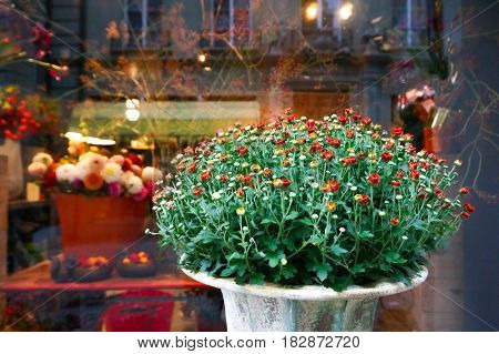 red flower and green in front of flower shop in market in the city