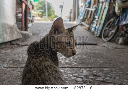 thai homeless street kitten cat waiting for food