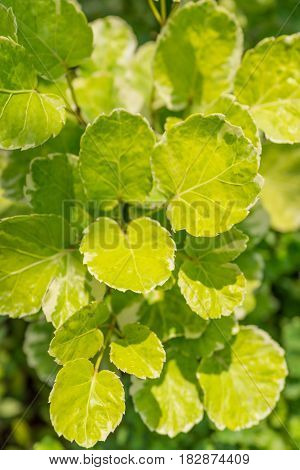 bright yellow green leaves in tropical garden background