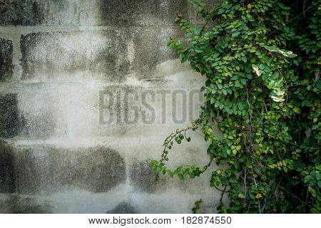 green leaves on wall with copy space