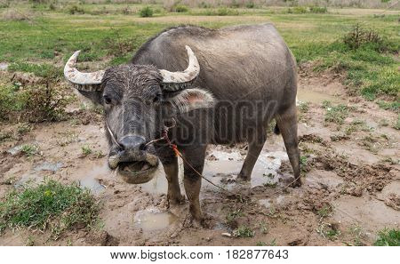 View of thai vietnamese buffalo eating grass and laying in dirt mud after rain