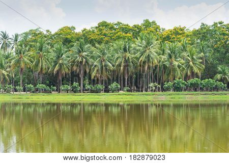 coconut palm tree and lake at thailand