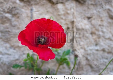 Close up of poppy flower with stone wall background