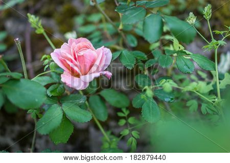 Closed up of beautiful pink rose in a nature garden