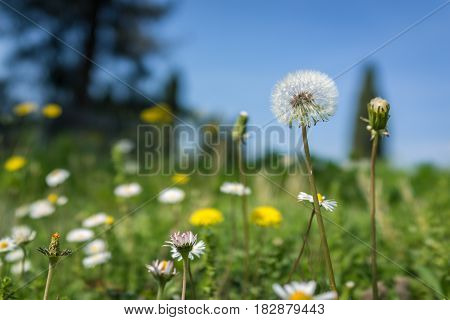 Selective focus dandelion in the flowers garden with clear blue sky.