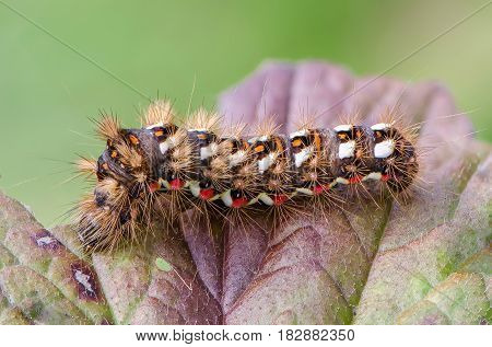 Hairy caterpillar with red and white dots beautifully bent on a piece of wood
