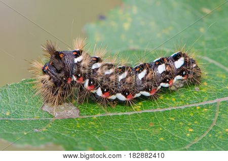 Hairy caterpillar with red and white dots beautifully bent on a piece of wood