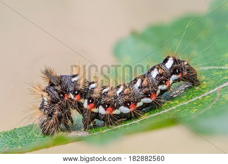 Hairy caterpillar with red and white dots beautifully bent on a piece of wood