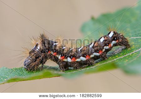 Hairy caterpillar with red and white dots beautifully bent on a piece of wood
