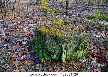 Old green stump in the moss in the autumn forest