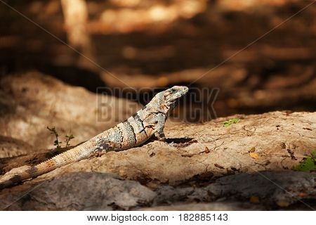 Monitor or Varanus sitting in the sun in Cancun, Chichen Itza, Mexico