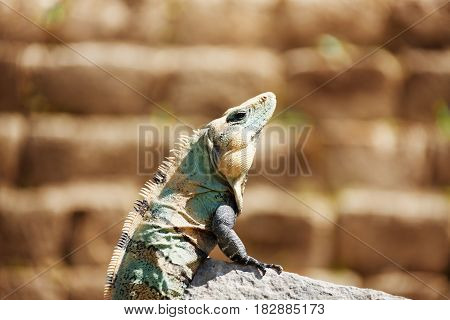 Side view portrait of Varanus sitting in the sun on the stone of ancient town Chichen Itza, Mexico