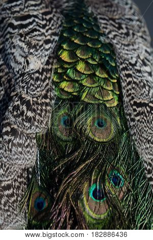 Glory coloring. Beautiful peacock feathers or tail peafowl bird with extravagant plumage iridescent blue and green eyespots on blurred natural background