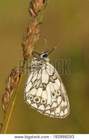 Marbled White (Melanargia galathea) Butterfly covered with dew