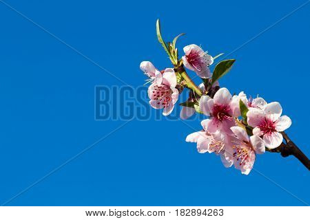 Peach Blossom On A Blue Sky Background
