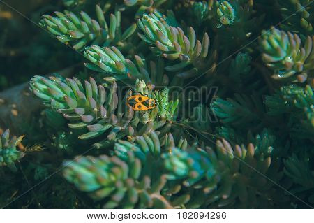 Single firebug on background closeup macro photo