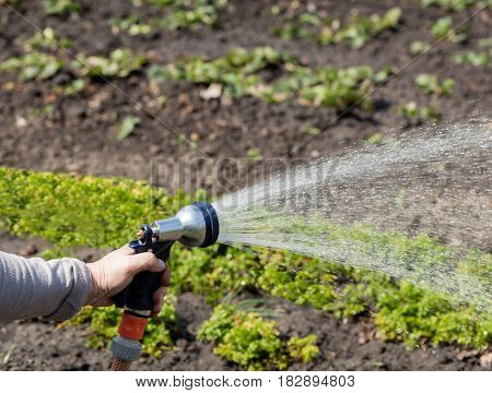 Watering the garden with a watering can gardener holds a hose for sprinklers for irrigation installations.