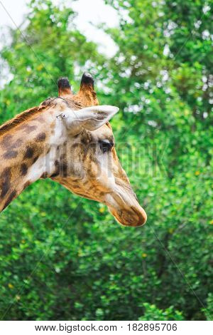The giraffe (Giraffe) is an animal with extremely long neck and legs