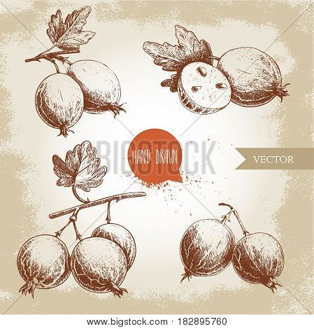 Hand drawn sketch style set of gooseberries. Gooseberries branch with leaf group of gooseberries and sliced berries. Healthy berry vintage vector illustration.