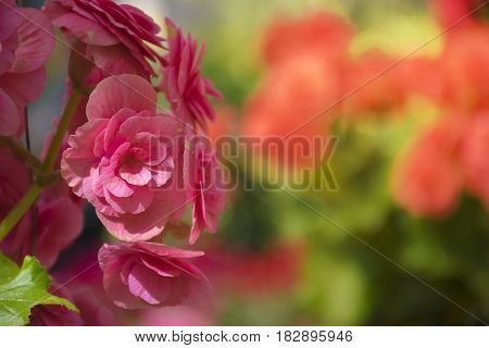 pink flower background with selective focus. Purple Bougainvillea's flora (Bougainvillea spectabilis) close up. relax and fresh in nature.