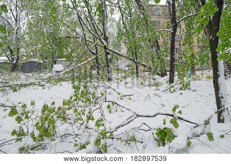 Chisinau Republic of Moldova - April 20 2017: Tree branch with green spring leaves broken by heavy snow in dormitory area. The Snow Cyclone.