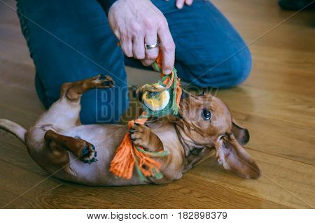 4 months old smooth hair brown dachshund puppy playing with the owner on the floor at home