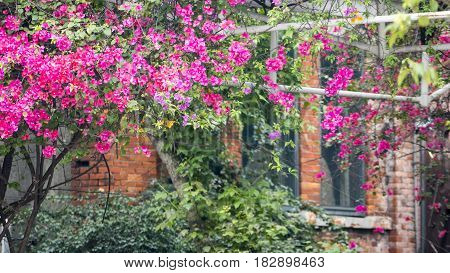 Monga, This Name Wanhua, The Birthplace Of Taipei City, The Oldest City Street In The Shade Hat Kitc