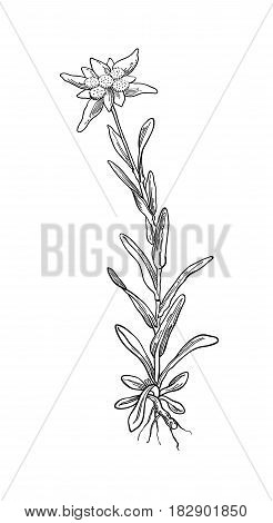 Black silhouette outline edelweiss leontopodium flower, the symbol of alpinism, with stalk and leaves, isolated on white. Vector botanical illustration