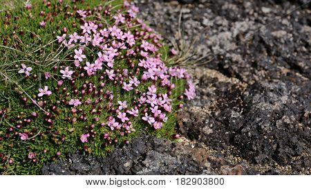 Pink moss flower on a rock in Iceland
