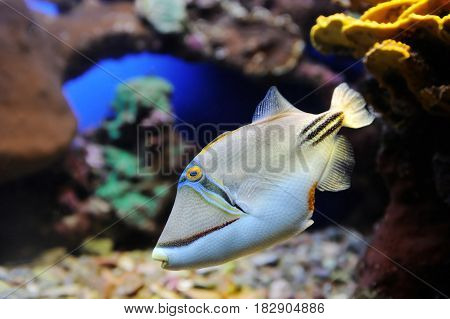 Picasso Triggerfish and coral in the Red Sea.