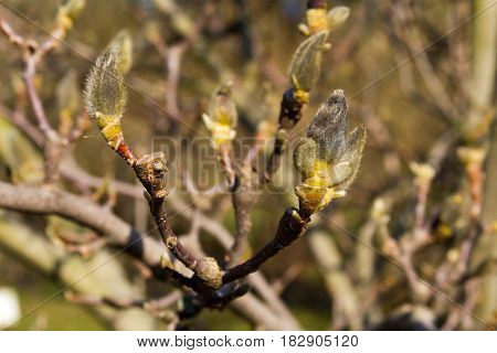 The Buds Of Magnolia. Focus On The Kidneys For A Better Accent.