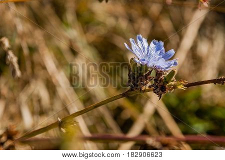 Field Flowers On Which Insects And Bees Sit Close Up