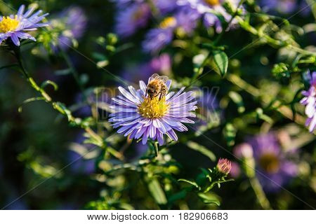 Field Flowers On Which Insects And Bees Sit Close Up
