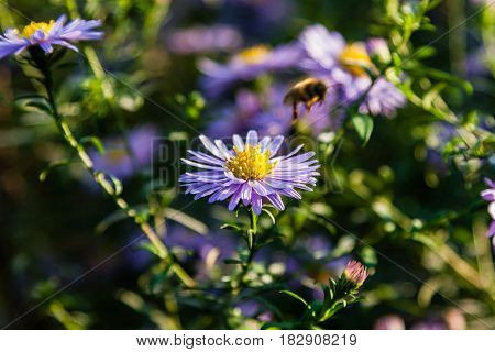 Field Flowers On Which Insects And Bees Sit Close Up