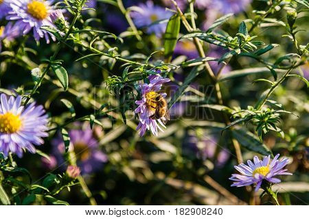 Field Flowers On Which Insects And Bees Sit Close Up