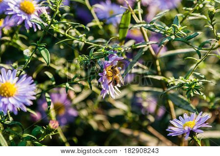 Field Flowers On Which Insects And Bees Sit Close Up