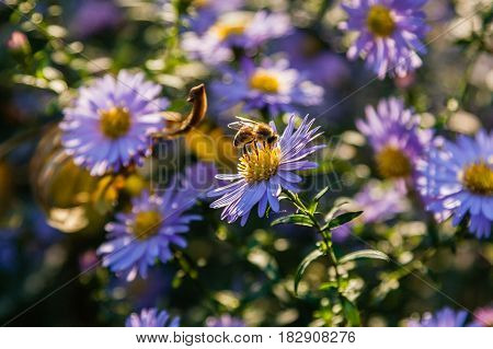 Field Flowers On Which Insects And Bees Sit Close Up