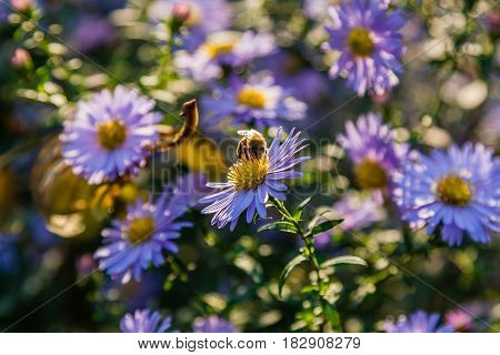 Field Flowers On Which Insects And Bees Sit Close Up