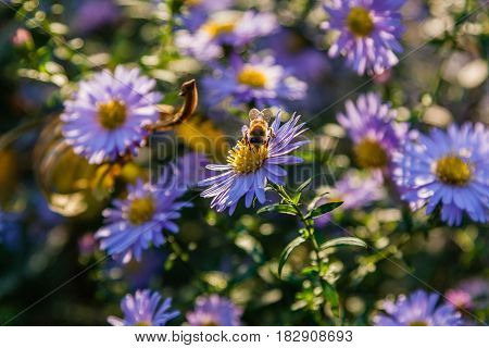Field Flowers On Which Insects And Bees Sit Close Up