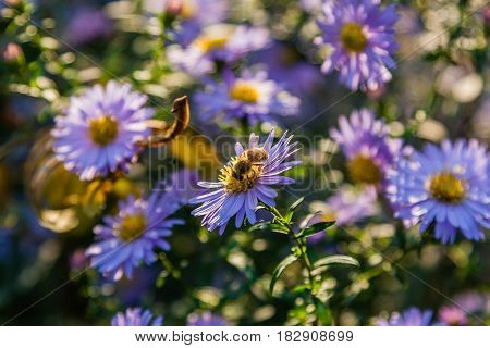 Field Flowers On Which Insects And Bees Sit Close Up