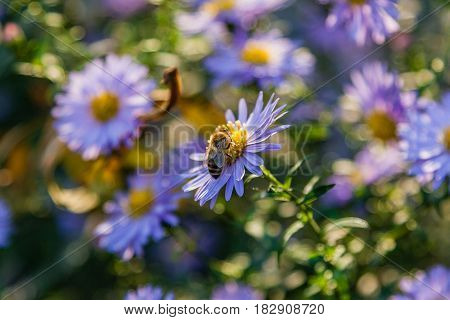 Field Flowers On Which Insects And Bees Sit Close Up