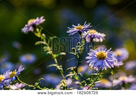 Field Flowers On Which Insects And Bees Sit Close Up