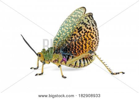 Milkweed locust (Phymateus spp.) with open wings on white, South Africa