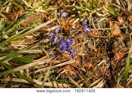 Appearence Of Young Blue Spring Flowers From Under Last Year`s Dry Leaves