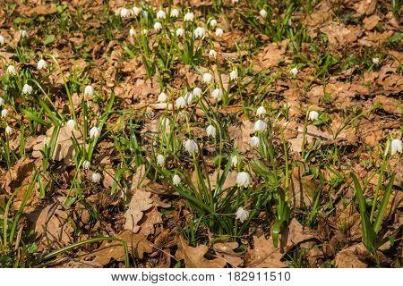 Appearence Of Young White Spring Flowers From Under Last Year`s Dry Leaves