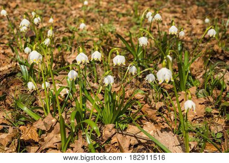 Appearence Of Young White Spring Flowers From Under Last Year`s Dry Leaves