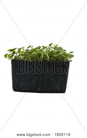 Řeřicha v košík na ovoce