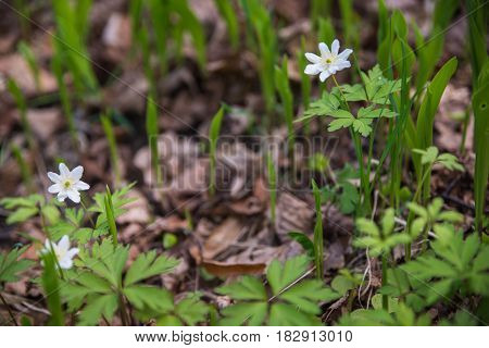 spring flowers in a clearing in the woods
